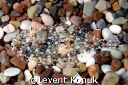 Transparent flounder by Levent Konuk 